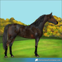 Horse Color:Void White Spotted Chocolate Palomino Roan Rabicano and Void White Spotted Brown Rabicano