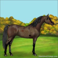 Horse Color:Void White Spotted Chocolate Palomino Roan Rabicano and Void White Spotted Brown Rabicano