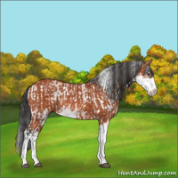 Horse Color:Bay Sabino Rabicano  and Bay Sabino Rabicano 