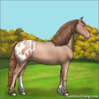 Horse Color:Gold Champagne Appaloosa 