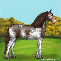 Horse Color:White Spotted Liver Chestnut 