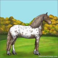 Horse Color:Chocolate Palomino Roan Appaloosa 