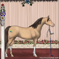 Horse Color:Amber Champagne Tobiano 