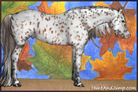 Horse Color:Bay Roan Near Leopard  and Brown Roan Near Leopard 