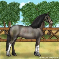 Horse Color:Liver Chestnut Rabicano