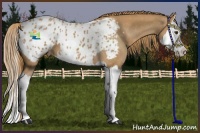 Horse Color:Chestnut Splash Appaloosa 