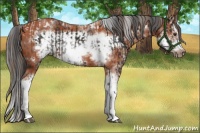 Horse Color:Liver Chestnut Sabino Tobiano Frame Rabicano and Bay Sabino Splash Frame Rabicano