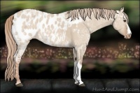 Horse Color:Red Dun Ice Appaloosa 