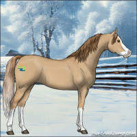 Horse Color:Red Dun Splash