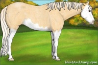 Horse Color:Palomino Roan Splash