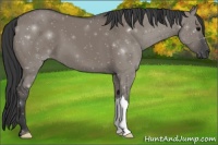 Horse Color:Grullo 