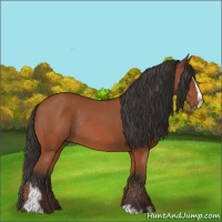 Horse Color:Bay Sabino Rabicano  and Bay Sabino Rabicano 