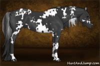 Horse Color:White Spotted Black