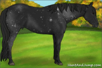 Horse Color:Gray Black