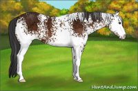 Horse Color:White Spotted Bay Ice 