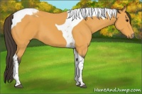 Horse Color:Buckskin Tobiano