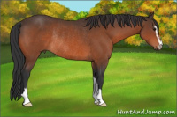 Horse Color:Bay Sabino Rabicano 
