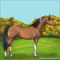 Horse Color:Bay Tobiano Rabicano
