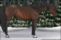 Horse Color:Bay Rabicano