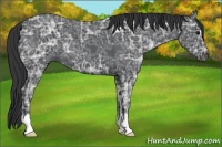 Horse Color:Black Ice 