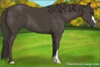 Horse Color:Smoky Black 