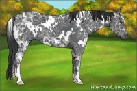 Horse Color:White Spotted Black Ice