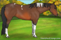 Horse Color:Bay Tobiano 