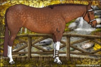 Horse Color:Chocolate Buckskin 