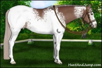 Horse Color:White Spotted Chocolate Silver Brown Appaloosa Rabicano