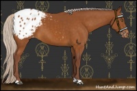 Horse Color:Chocolate Silver Buckskin Appaloosa