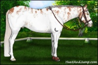 Horse Color:White Spotted Silver Bay Appaloosa Rabicano