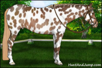 Horse Color:Liver Chestnut Sabino Near Leopard 