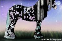 Horse Color:Watercolor Bay Appaloosa 