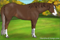 Horse Color:Gray Chestnut Splash
