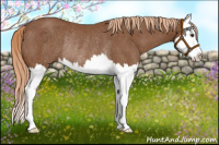 Horse Color:Chestnut Splash Rabicano 