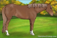 Horse Color:Chestnut Appaloosa 