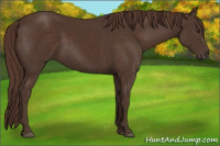 Horse Color:Liver Chestnut 