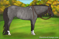 Horse Color:Smoky Blue Roan Rabicano 