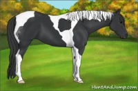 Horse Color:Black Tobiano 