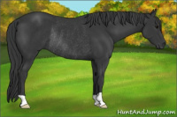 Horse Color:Black Rabicano 