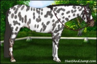 Horse Color:Liver Red Roan Near Leopard 
