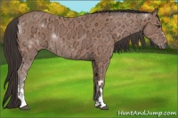 Horse Color:Bay Ice 