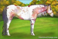 Horse Color:Nacre Bay Onyx Tobiano 
