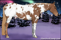 Horse Color:White Spotted Chestnut Appaloosa