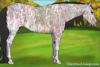 Horse Color:Bay Ice 