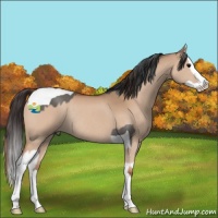 Horse Color:Grullo Sabino Tobiano Rabicano  and Bay Dun Sabino Splash Rabicano 