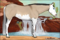 Horse Color:Bay Dun Splash 