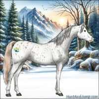 Horse Color:Chestnut Appaloosa 