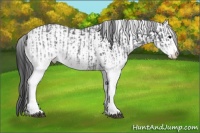 Horse Color:White Spotted Blue Roan Rabicano  and White Spotted Grullo Roan Rabicano 
