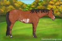 Horse Color:Bay Sabino Rabicano  and Bay Sabino Frame Rabicano 